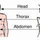 Image for article titled Ford Ranger Wildtrak protects your thorax